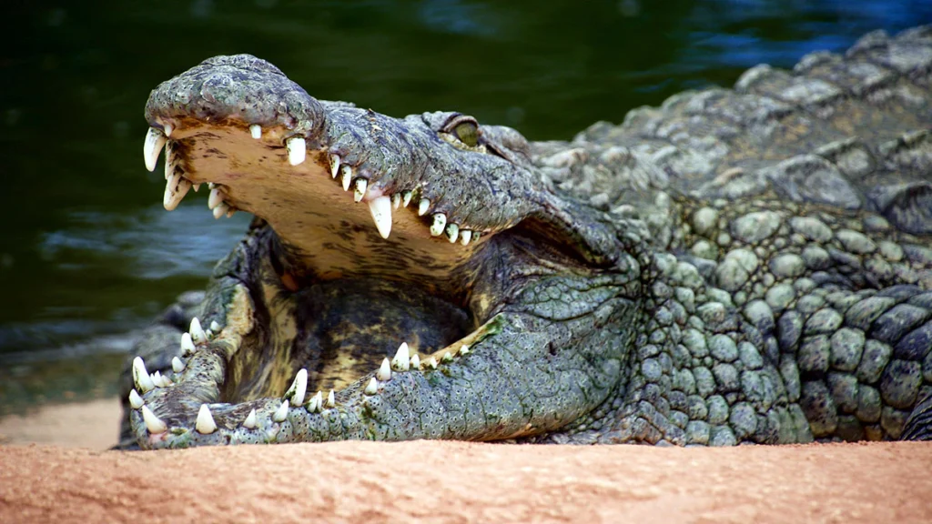 crocodiles_thomas-couillard_unsplash_0 (1)