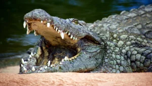 crocodiles_thomas-couillard_unsplash_0 (1)