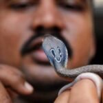 यूपी में सांप से डसवाकर नशे का दावा, 70 हजार तक रेट, सपेरों के बयान से मचा हड़कंप